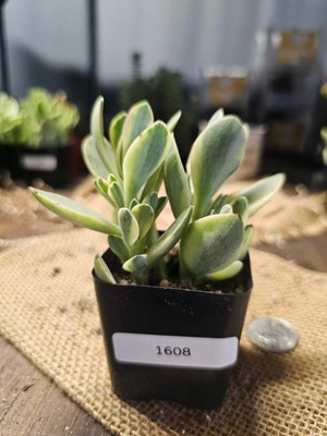 Crassula ' Variegated Money Maker' - 2'' Pot (Rooted) - AS-IS - ACTUAL ITEM! 1608
