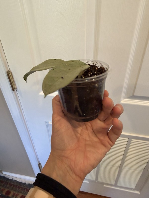 HOYA Nova Ghost (id #2)