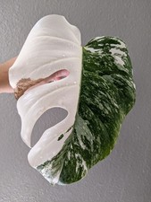 Monstera Albo Deliciosa Rooted Cutting, HALF-MOON High Variegation, FREE Ship.