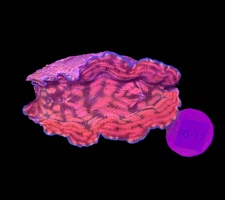 WYSIWYG Derasa Clam Tridacna Live Saltwater Reef Coral