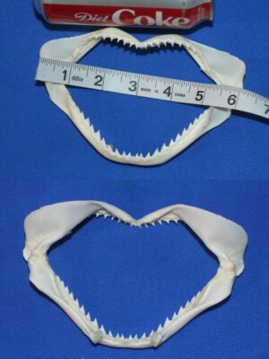 Display Quality Shark Jaws Set - 2 of SS-83