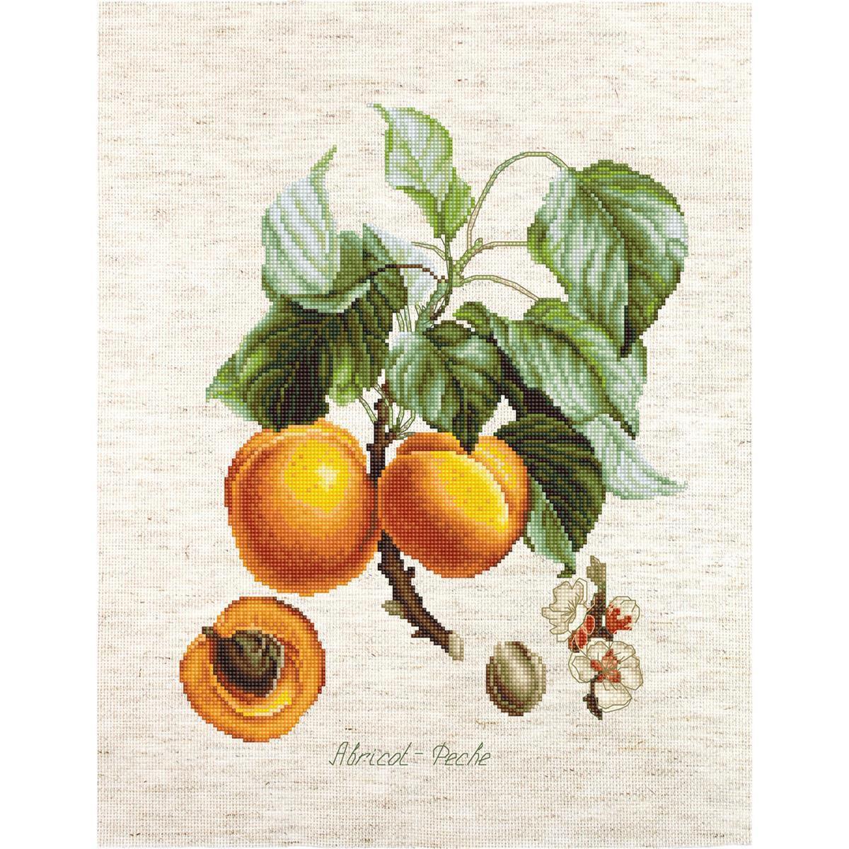 Luca-s counted cross stitch kit ""Abricot-Peche"" Aida, 19,5x25cm, DIY