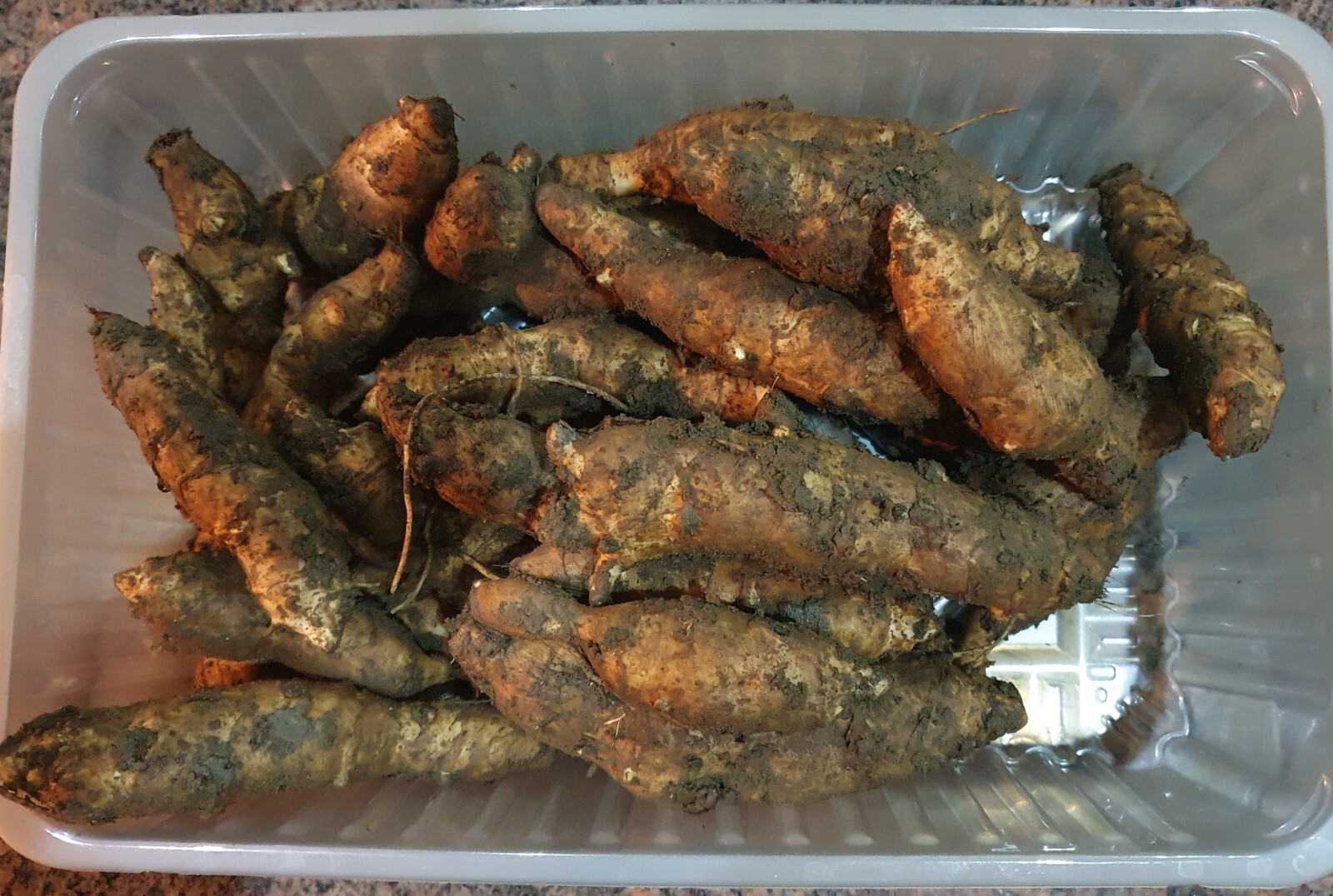Jerusalem Artichokes 1 Kilo ORGANIC Fuseau Variety Planting February