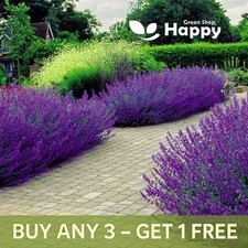 CATMINT CATNIP - 300 SEEDS - Nepeta mussinii faassenii -