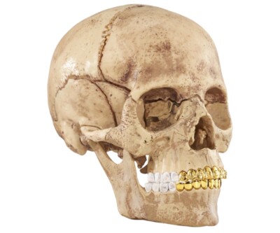 未開封 Supreme 4D Model Human Skull Natural Supreme 4D Model Puzzle Human Skull With Gold Grills FW23 NEW In