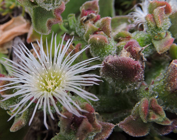 1000 Semillas De Mesembryanthemum Crystallinum – Planta Comestible De Hielo – Hecho En España