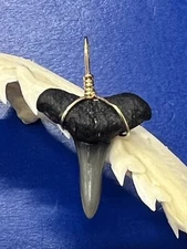 SHARK TOOTH PENDANT Fossilized 7/8 Inch Lower LEMON Shark Tooth 