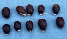10 -  White OAK TREE Acorns already sprouting - Nuts 2025 no caps - Float tested