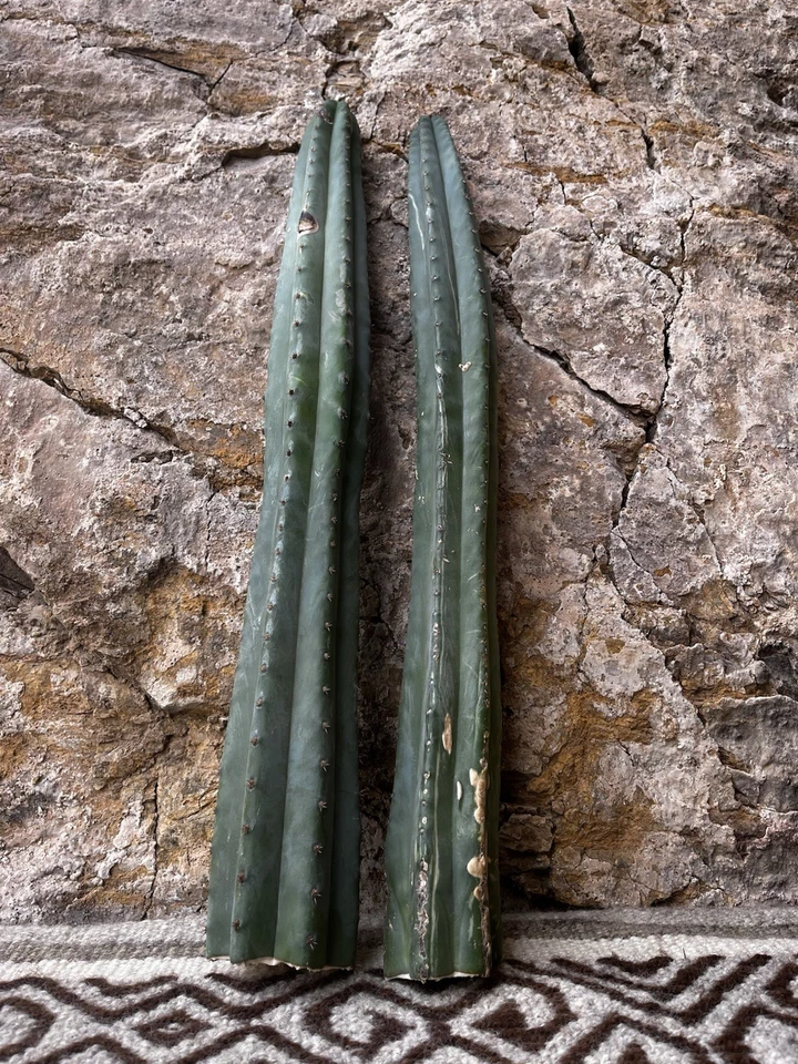 Pachanoi, 2x1 - bluish SanPedro, 'INMORTALES' 65 cm 2 Top cutting, soft thorns. - Imagen 3 de 4