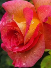 Nature Wall Art -Digital Download  Printable Photography-Rose1