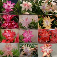 Thanksgiving/Christmas cactus cuttings  assortment-12 different unique varieties
