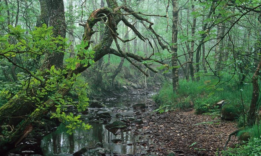 Thumbnail - Deutschlands Wilde Wälder | Seelenlandschaft, Lebensader Und
