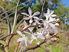 Pda. Josephine van Brero X Holc. subulifolum Bloom size 3" basket NICE PLANT