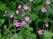 Red Campion- Silene dioica - 1g Seeds 1000 Seeds approx - Very Pretty Wildflower