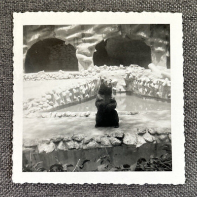 Charming Bear Sitting At Attention In Zoo 1960's Vintage Original Found Photo