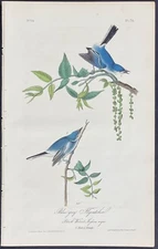 Audubon - Blue-grey Flycatcher - 1840 Birds of America First Edition