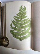 LES FOUGÈRES - Tome 2 - Rothschild Roze -1868 80 Planches Couleurs Botanique