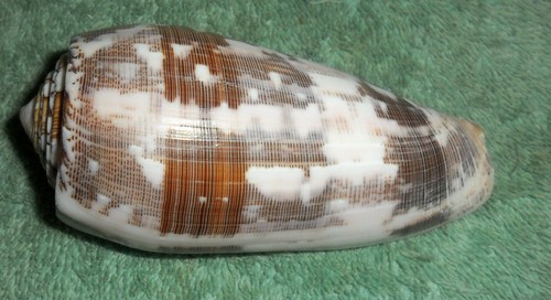 RFM 62076 Philippines Conus striatus Linne 1758 96.5mm F+ Mactan Island, Philipp