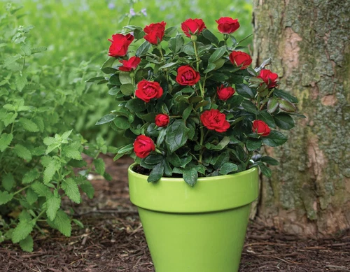 Petite Knock Out® Rose - Live Plant ( 1 QT )