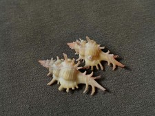 Chicoreus Saltatrix 46-51 mm BIG SIZE F+++ 2 pcs nice spike "PINKISH Specimen