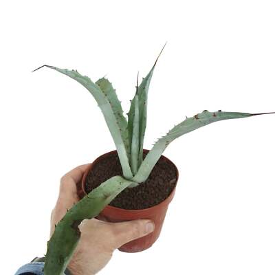 Agave macroacantha X eborispina - Black-spined agave | Thorny