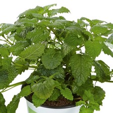 Lemon Balm Fit Fragrant Culinary Tea Herb Perennial Garden 2