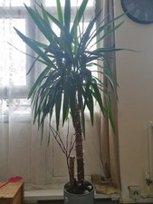 Yucca Elephantipes Large Indoor house Plant Real Evergreen Tall Plants