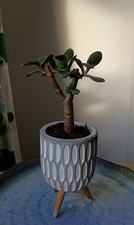 Crassula Ovata Money Plant 17 cm no. 3 Tree shape trained