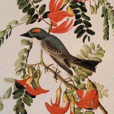 John James Audubon Birds GRAY KINGBIRD Vintage Art Book Plate 358