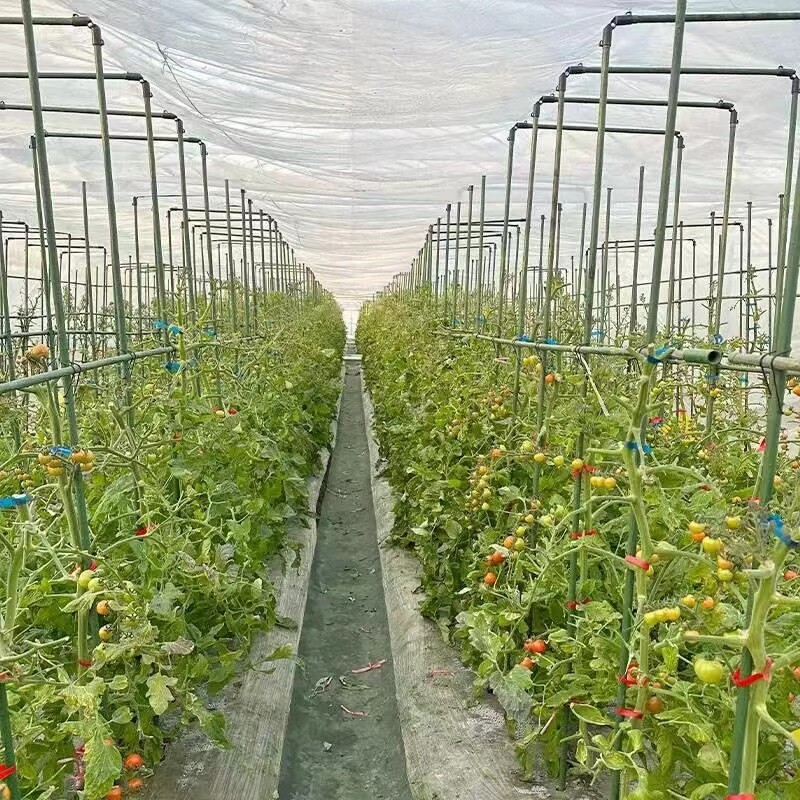 Rankhilfe Tomaten Pflanzstab 60/75/90/120/145cm Sttzen fr Pflanzen Stange  | eBay.de