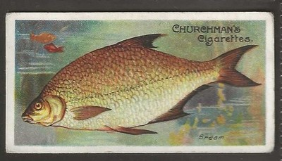 KIRCHENMANN - FISCHE DER WELT 1912 (SELTENES THEMA) - #09 - BRASSE