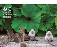 2026 Mitsuaki Iwago Cat Weekly Desk Calendar [Calendar]From Jp