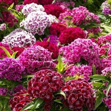 Sweet William TALL DOUBLE MIX Dianthus 20" Part-Shade OK USA Non-GMO 500 Seeds!