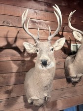 11 point Deer Mount