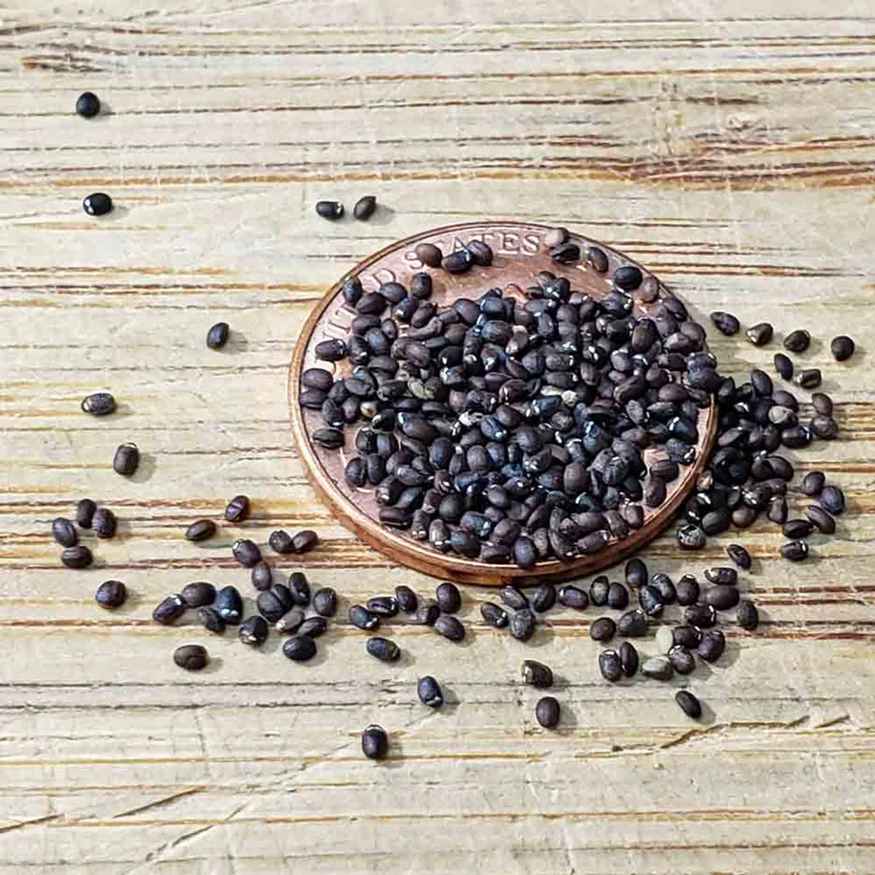 Catnip Seeds 1000+ Herb Perrenial Garden NON-GMO USA FREE SHIPPING - Image 2 of 4