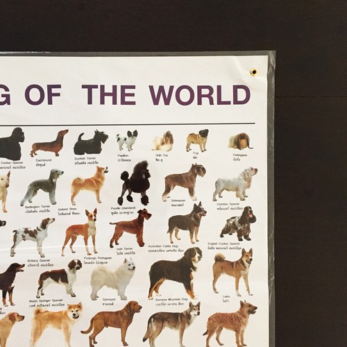 All Dogs In The World Chart