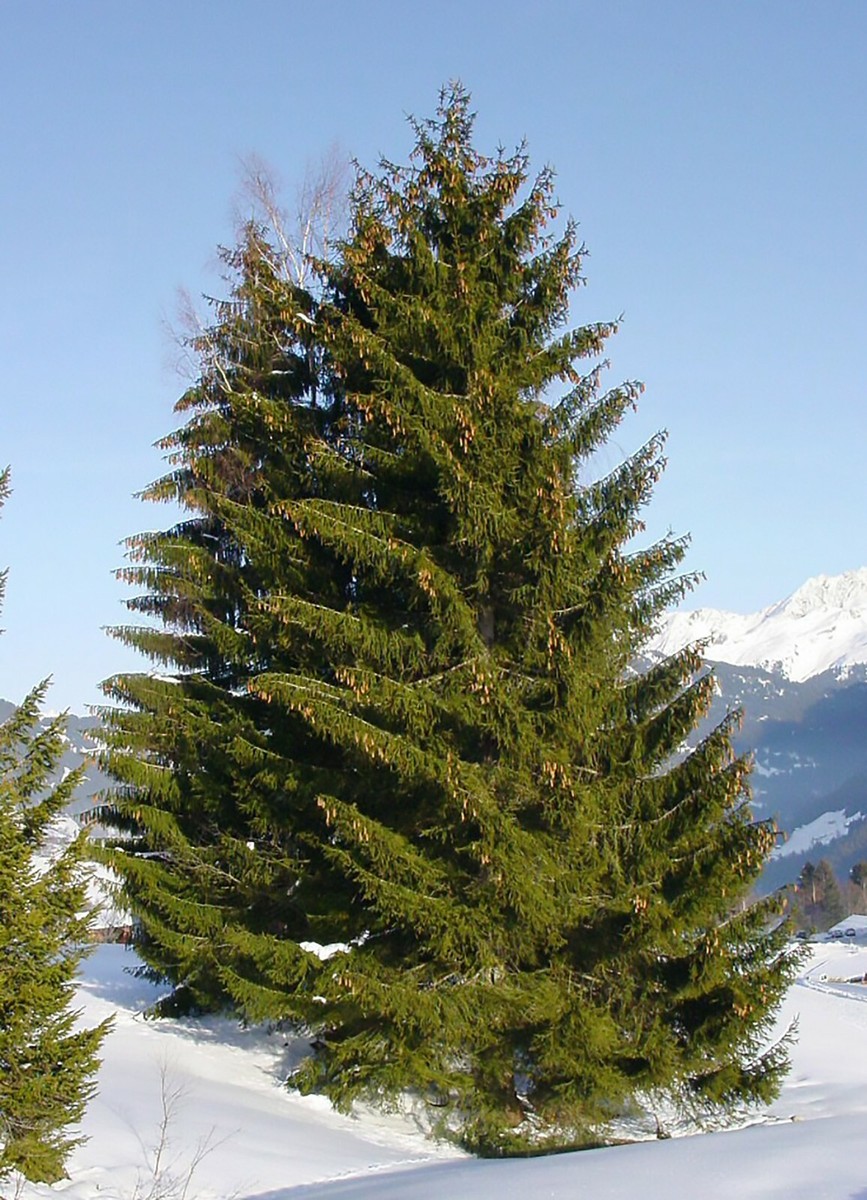 VOLVO　Abies procera　Picea abies トウヒ Picea abies 'Paul's Select' Norway Spruce | Conifer Kingdom