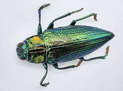 Buprestidae, Chrysodema radians, A1, 25 mm, Ceram, #BP301