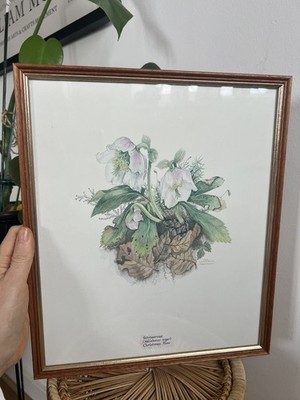 Vintage Botanischer Christrosendruck Mila Lippmann Pawlowski gerahmte Kunst