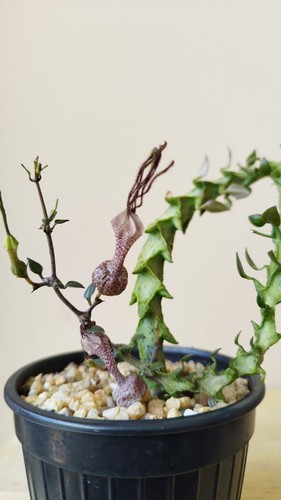 Ceropegia simonae + Free Phyto , ASCLEPIADACEAE , APOCYNACEAE - Picture 10 of 23