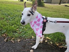 Bandana Scrunchie Fit Mascota Moda Accesorio Perro Accesorios Rosa Corazón