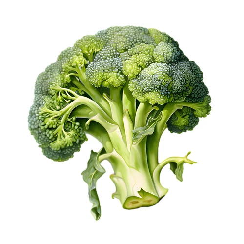 Broccoli Vegetable Self Adhesive Waterproof Sticker