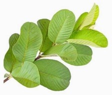 Organic Guava Leaves/Leaf 120  Leaves 04 OZ  114 g 