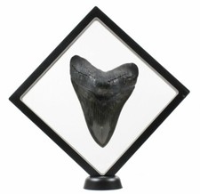 3D Floating Megalodon Display Frame with Stand 7 in x 7 in TOOTH NOT INCLUDED