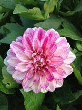 Pretty  Dahlia Light pink Imported Flower Bulbs Pack of 2 bulbs