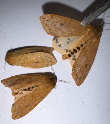 NF5/26 - 3 ISABELLA TIGER MOTHS