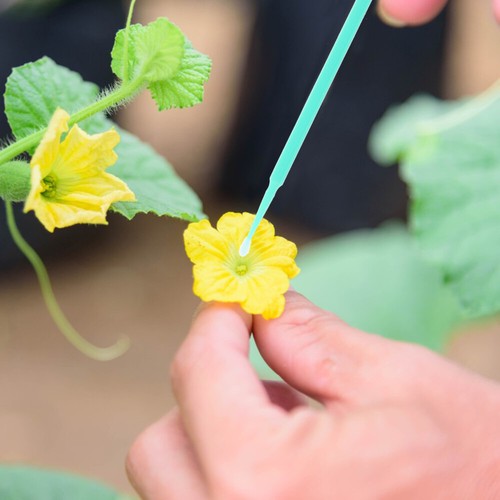 20Pcs Eggplant Pollinator Tool Fruit Vegetables Pollinator Tool Tomato - 第 8/12 張圖片