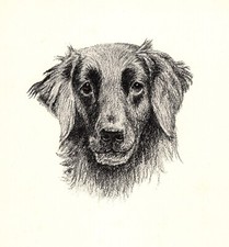 Antique Flat Coated Retriever Print Ravenswing 1935 Wardle Art CFW 5780a