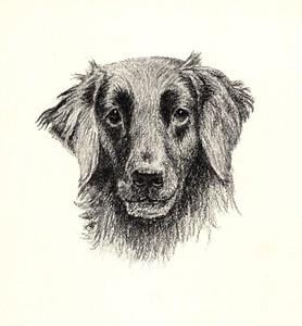 Antique Flat Coated Retriever Print Ravenswing 1935 Wardle Art CFW 5780a