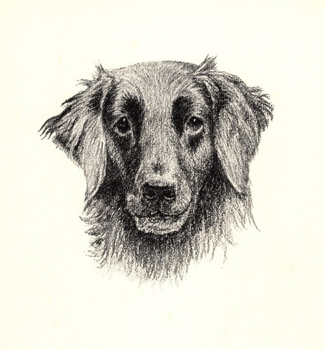 Antique Flat Coated Retriever Print Ravenswing 1935 Wardle Art CFW 5780a
